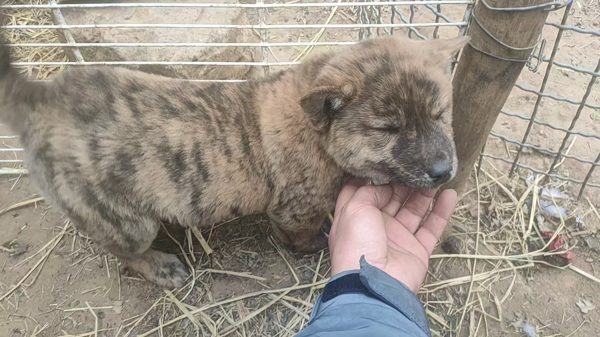 黄狗白面，五黑犬，白犬，广西田园犬